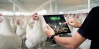 A Mesterséges Intelligencia és a baromfiágazat