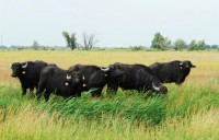 Szomor Ökofarm: elkötelezett az őshonos fajok és a fenntartható biogazdálkodás iránt